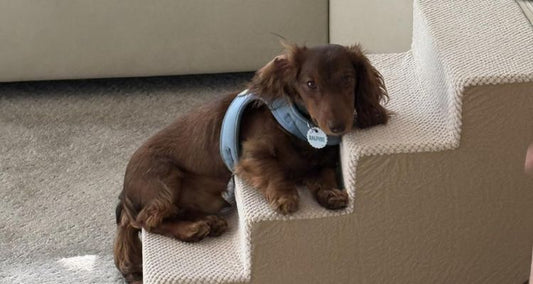 How to Train Your Dog to Use Pet Stairs: A Gentle Step-by-Step Guide