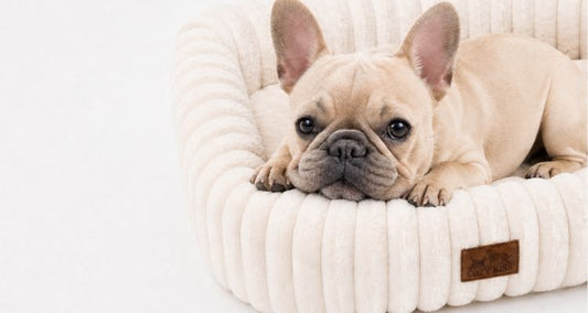 Orthopedic Dog Bed or Pet Couch? How to Choose the Right Resting Spot for Your Dog