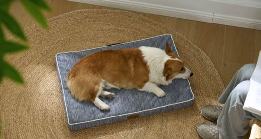 Dog Bed Size Guide 2026: How to Choose the Right Fit for Better Rest