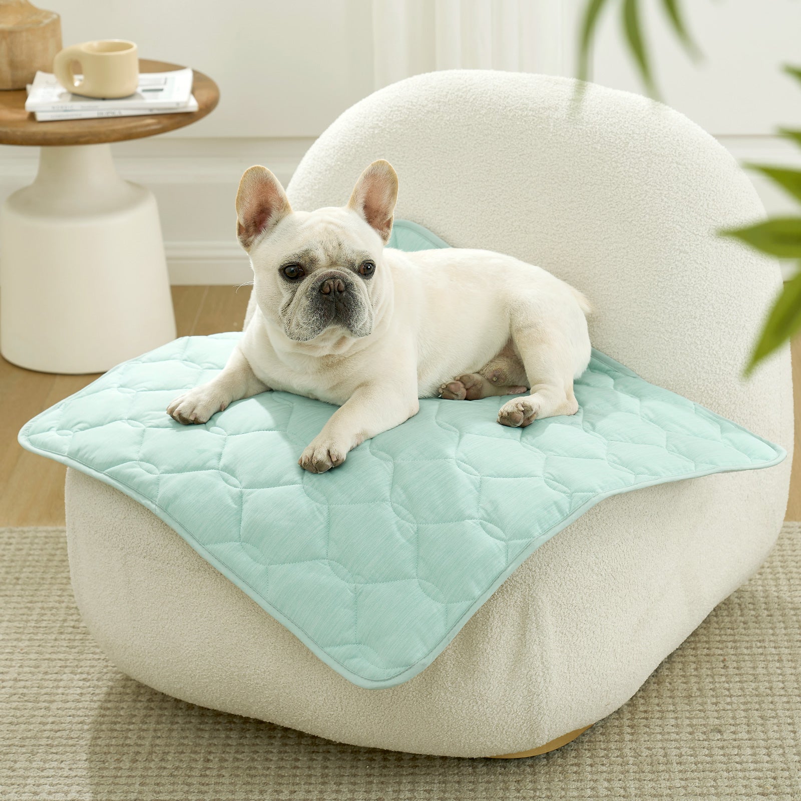 Dog lying on Cozy Kiss green pet mat on sofa.#Color_Sage Green