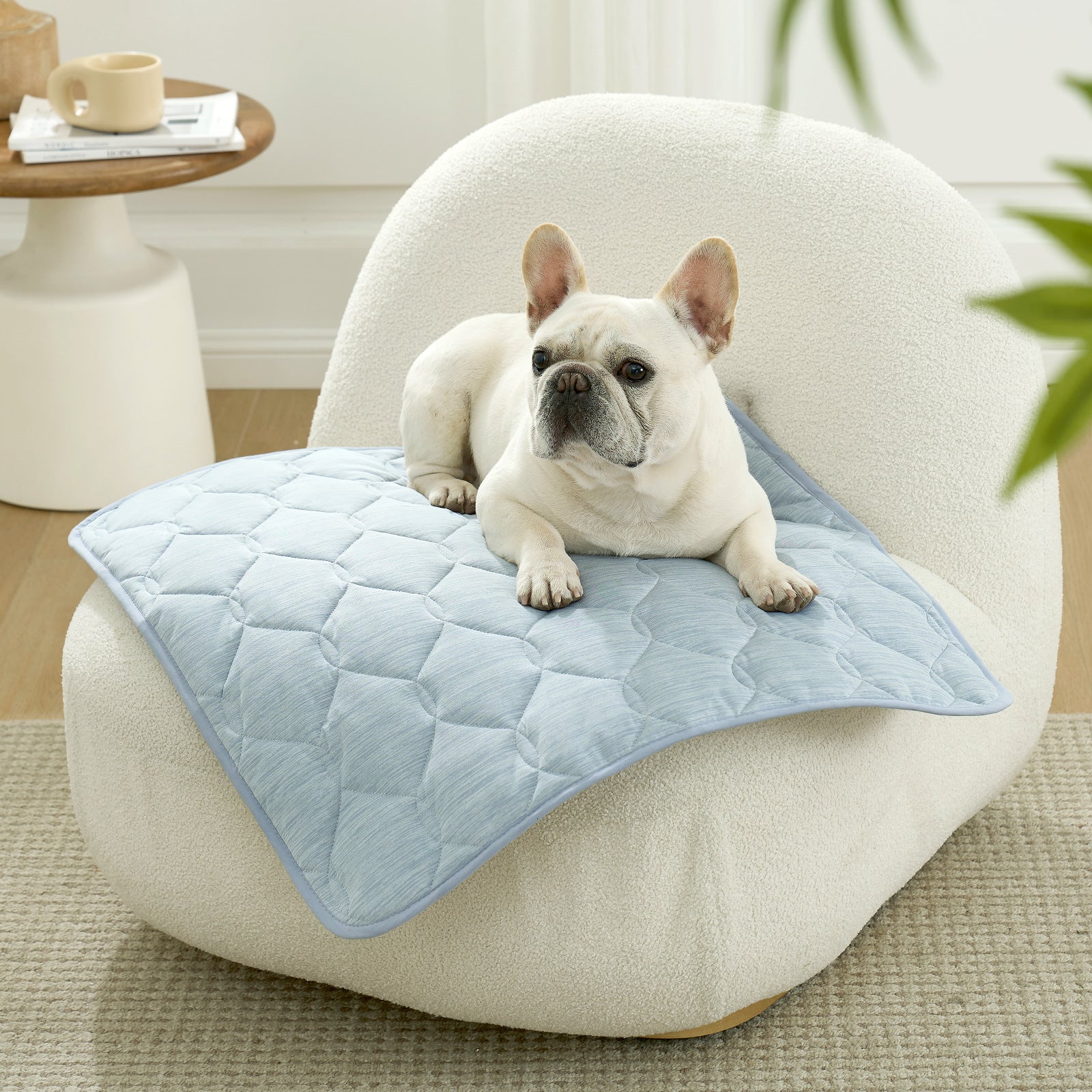 Dog lying on Cozy Kiss cooling pet mat on safa.#Color_Sky Blue